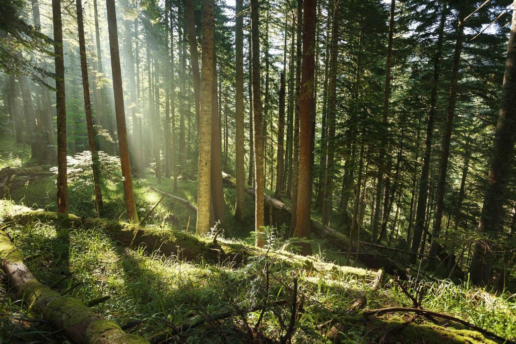 Dense forest landscape in Perućica Bosnia and Herzegovina