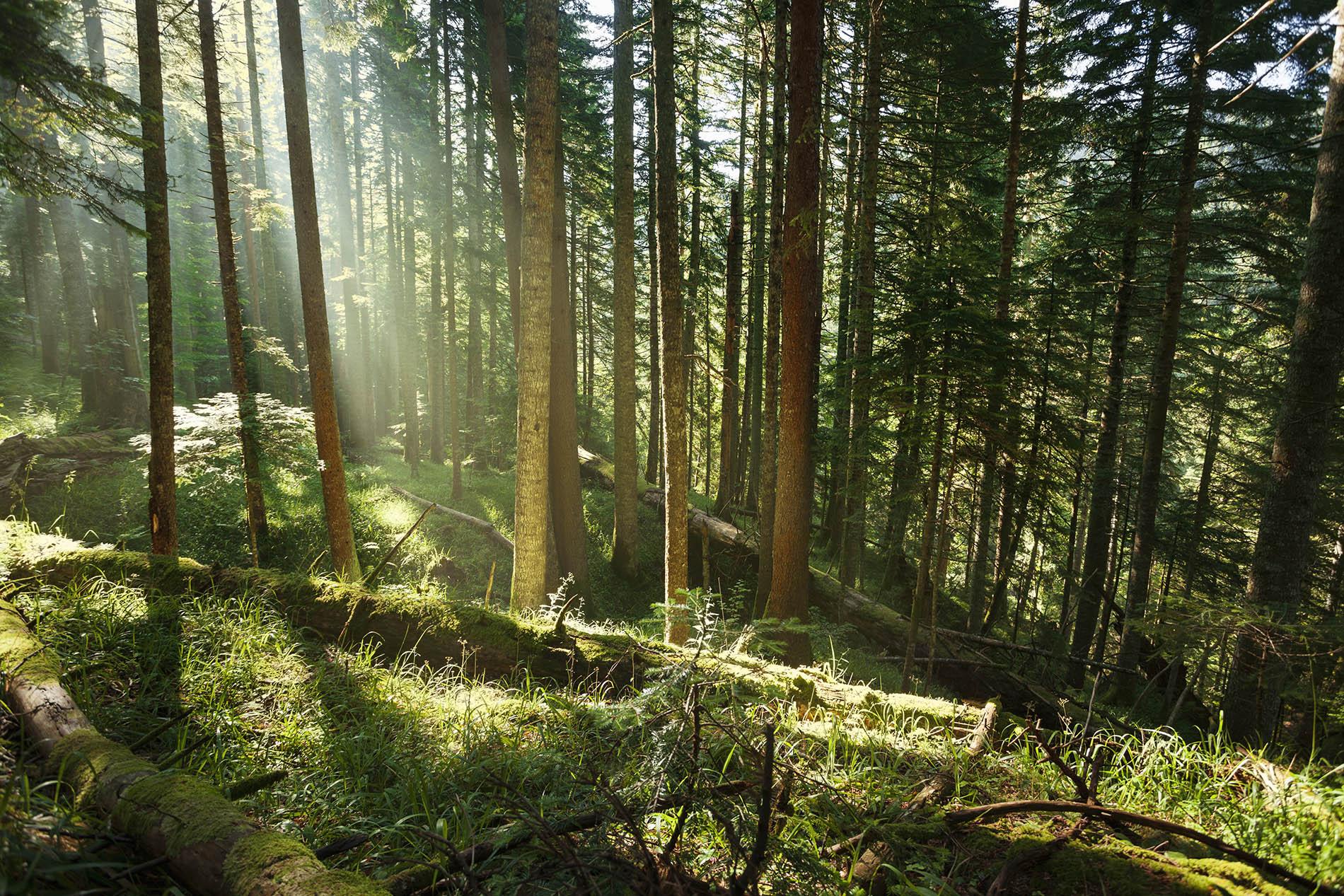 Dense forest landscape in Perućica Bosnia and Herzegovina